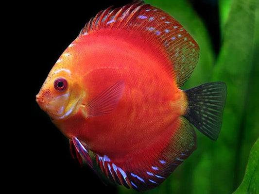 Discus Malbro(Maldives) Red Size: XL 5" to 7"