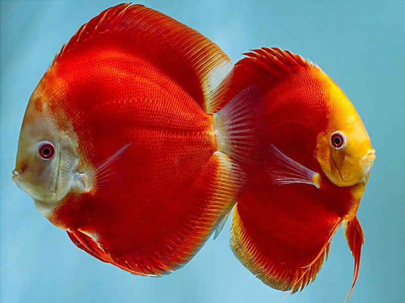 Discus Melon Red Size: 4" to 5"