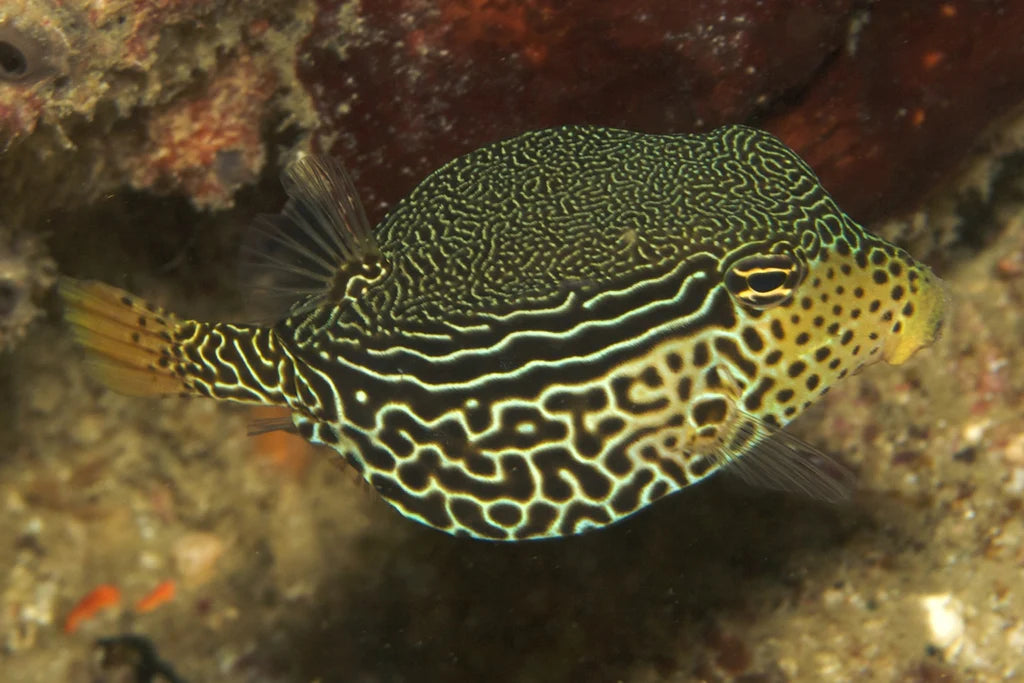 Scribbled Boxfish Size: M 3