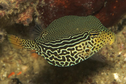Scribbled Boxfish Size: M 2" to 3"