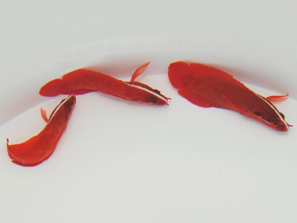 Rare Red Podge Soapfish