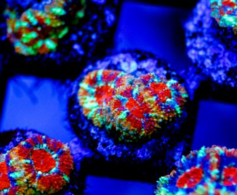 Acan Micromussa Size: S 0.5" to 1" - Violet Aquarium