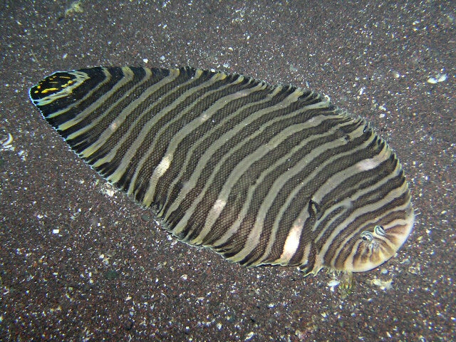 Zebra Flounder Size: M 3" to 4"