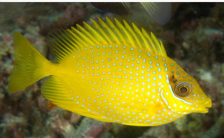 Blue Spotted Rabbitfish Size: ML 3" to 4"