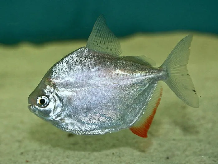 Silver Dollar Fish Size : S 1" to 2"