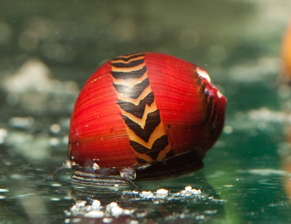 Red Nerite Snail
