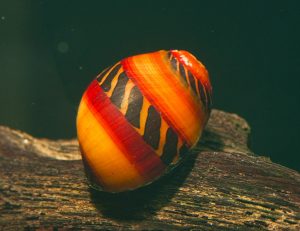 Red Nerite Snail