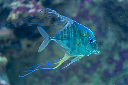 Threadfin Trevally Size: XL 5" to 6"
