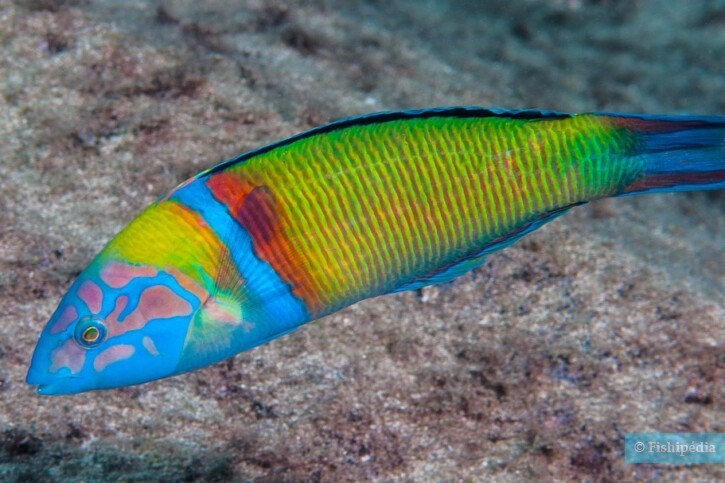 Rare Solomon Islands Ornate Wrasse Size: ML 3.5" to 4.5"