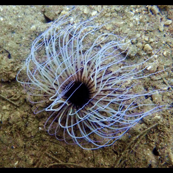 Amethyst Purple Tube Anemone Size: XXL/SHOW 8" and Above