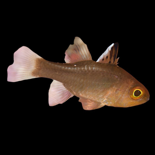 Frost-Fin Cardinal