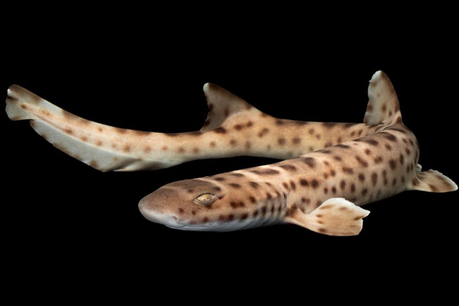 Marble Cat Shark Size: L 9" to 12"