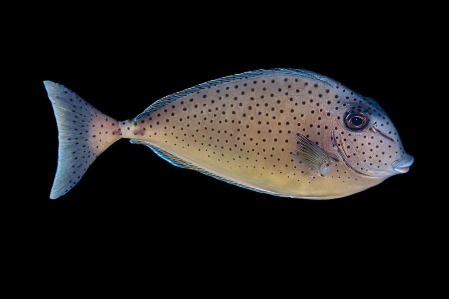 Humphead Unicorn Tang Size: SHOW 8" and Above
