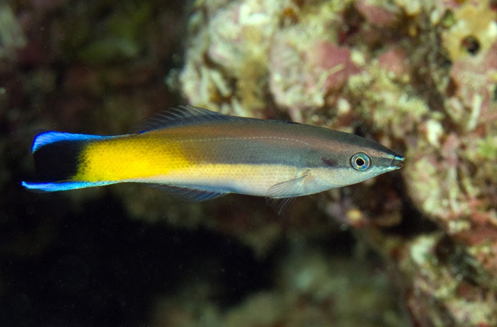 Rare Golden Patch Cleaner Wrasse (Tonga) Size: Tiny 1" and Below