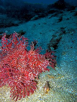 Red Frilly Weedy Rhinopias Fish Size: XXL/Show 8" to 9"