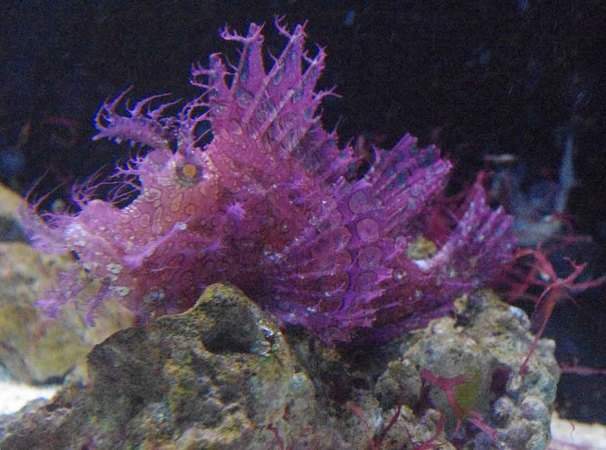 Purple Frilly Weedy Rhinopias Fish Size: L 5" to 6"
