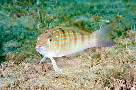 Sandperch Blue Stripped Size: XXL/SHOW"