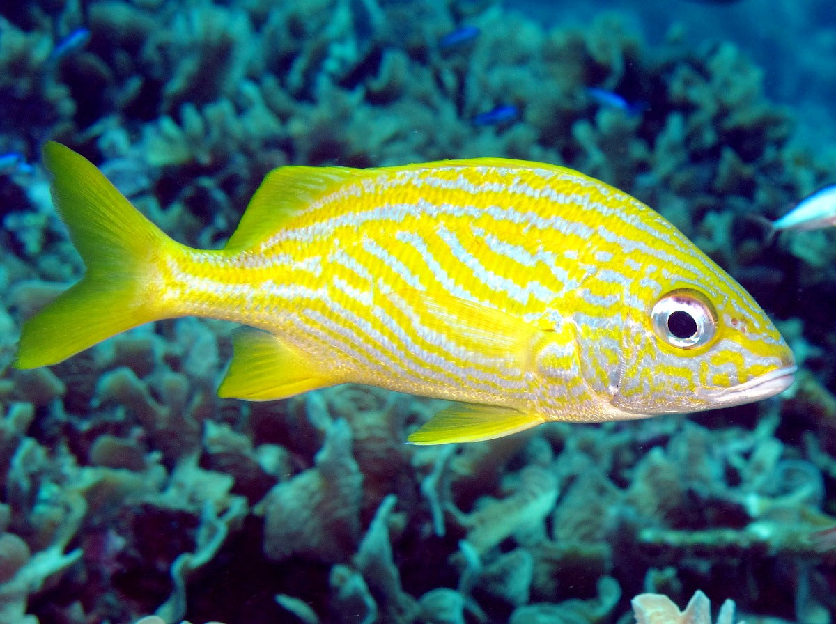 French Grunt Size: ML 3" to 4"