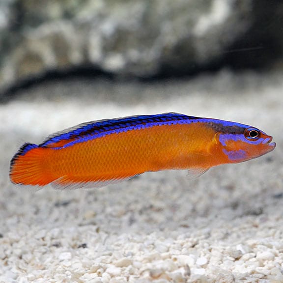 Orange Dottyback