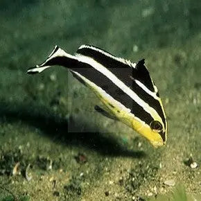 Painted Sweetlips Size: S 2" to 3"