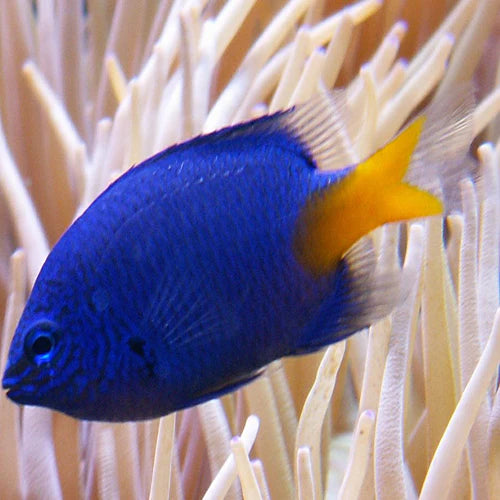 Yellowtail Damselfish