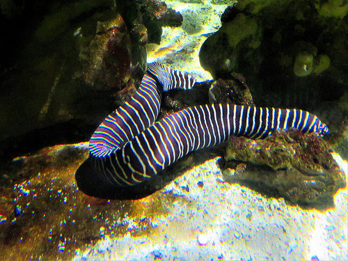 Zebra Moray Eel - Violet Sea Fish and Coral