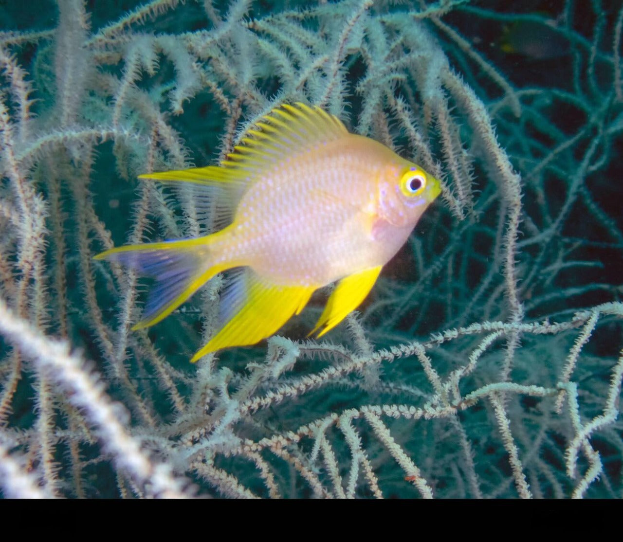Staghorn Damselfish