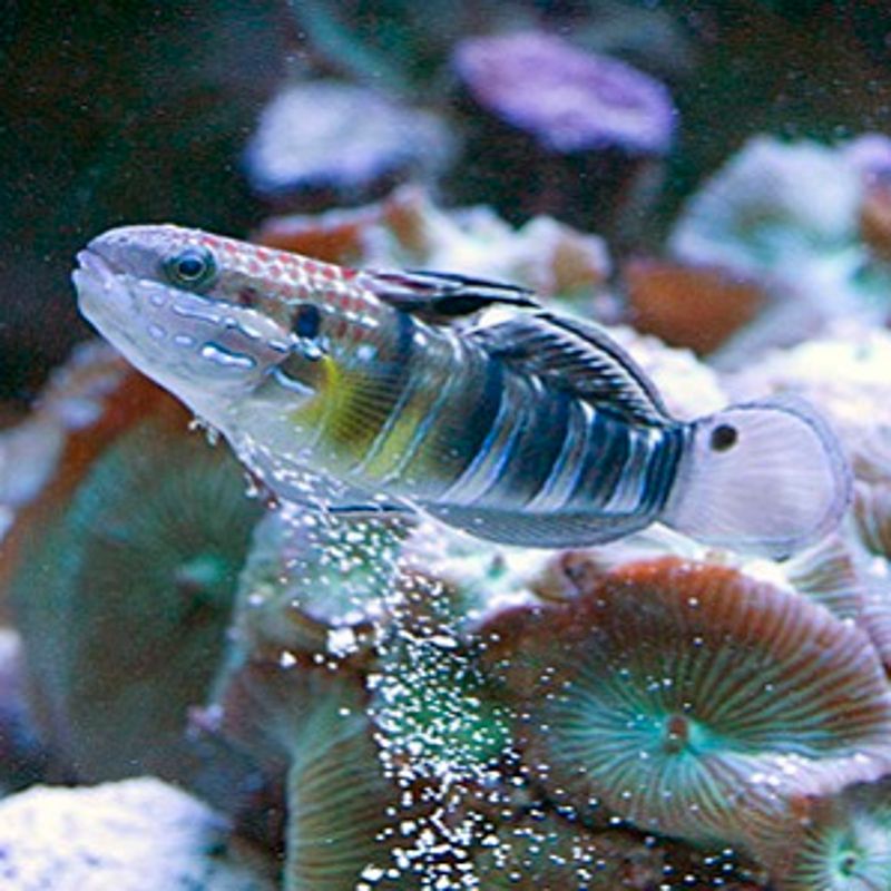 Sand Shifting Banded Sleeper Bullet Goby Size: L 3" to 4"
