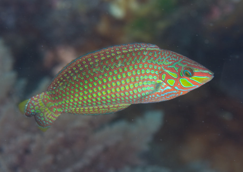 Argus Wrasse Size: XL 3" to 4" - Violet Aquarium