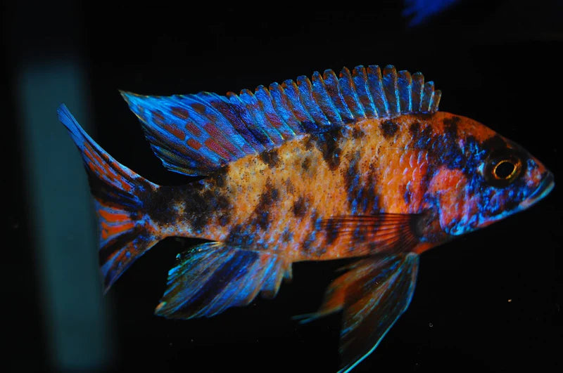 OB Peacock Cichlid