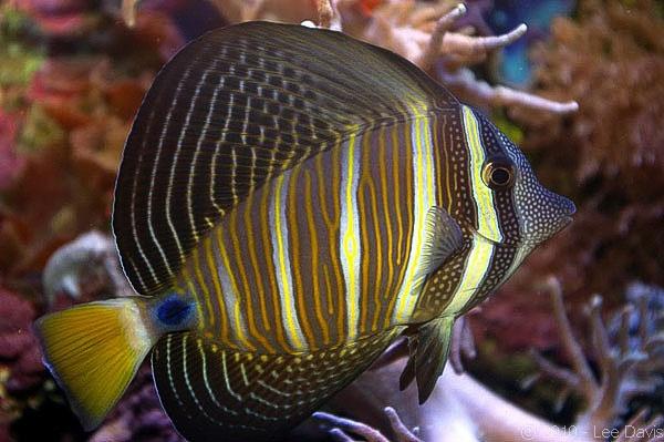 Sailfin Tang Size: M 3" to 3.5"