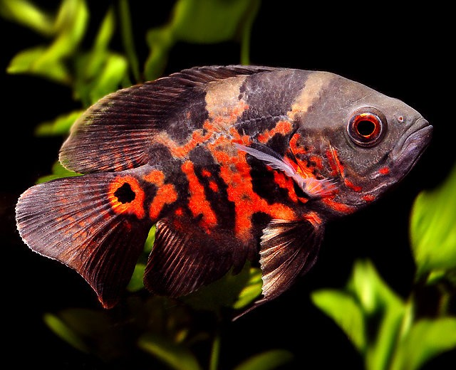 Oscar Red Size: M 3.75" to 4"