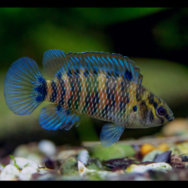 Blue Badis Badis