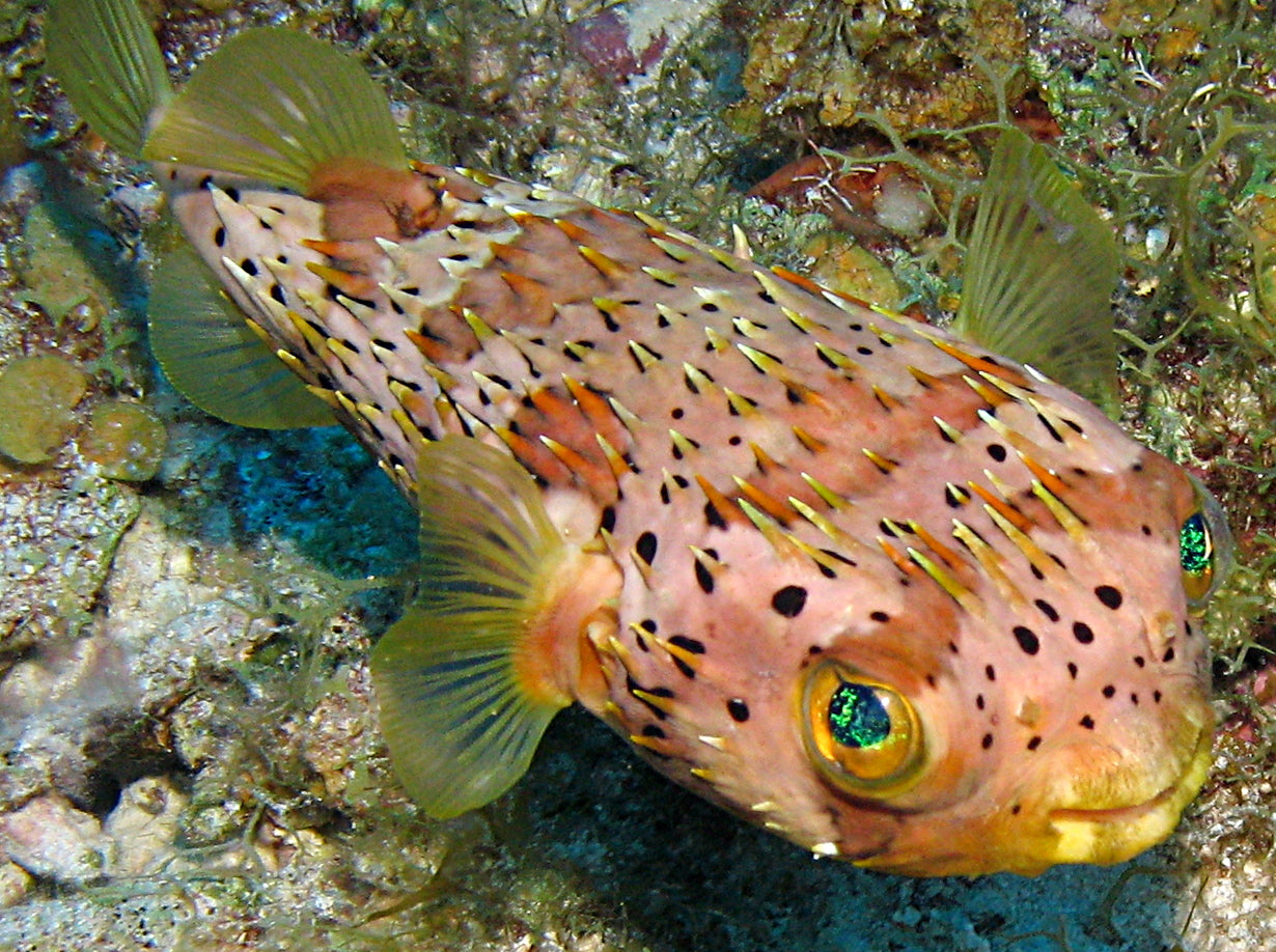 Long Spine Porcupine Pufferfish Size: L 3" to 4" - Violet Aquarium
