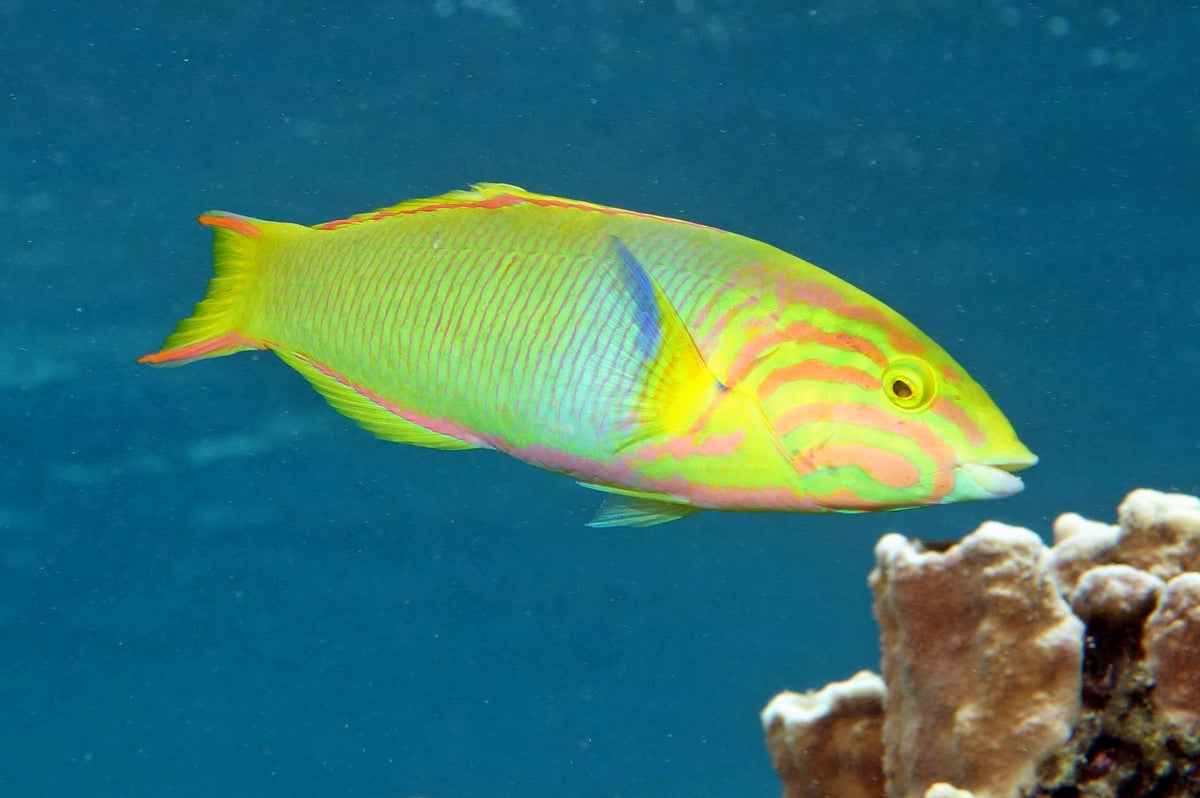 Yellow Banana Wrasse Size: ML 4" to 5"