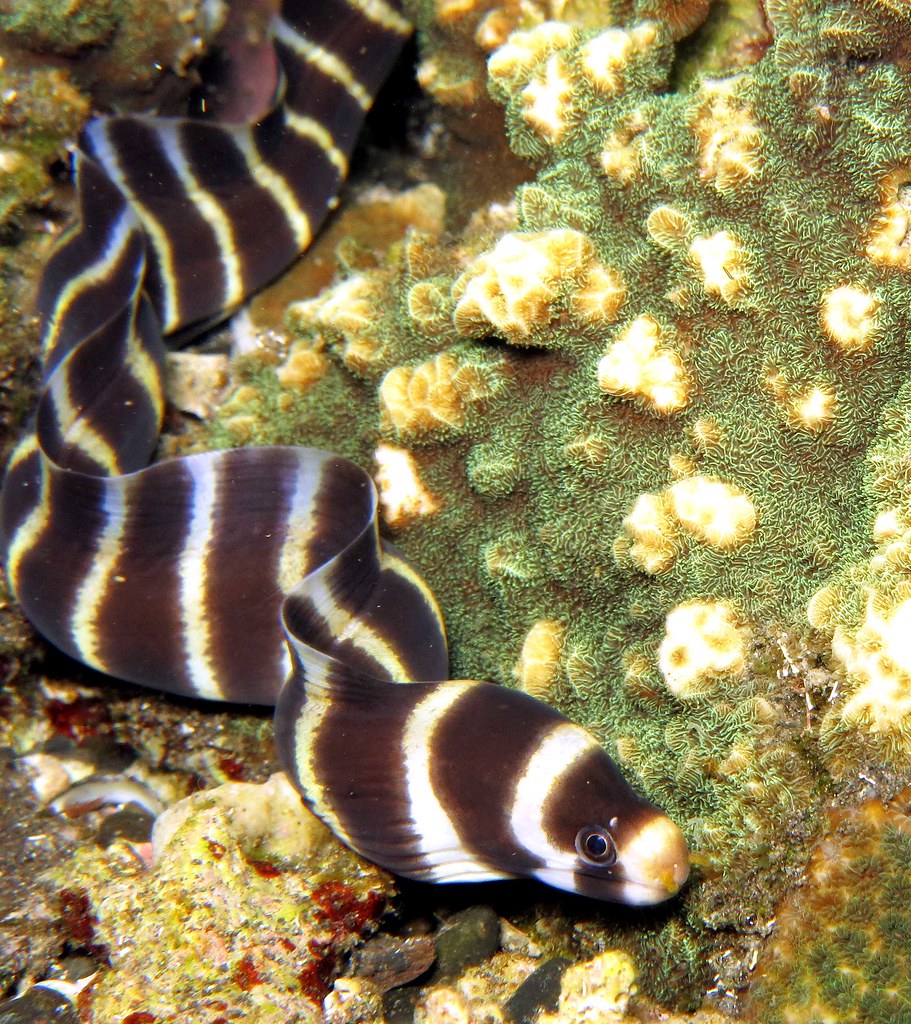 Banded Moray Eel - Violet Sea Fish and Coral
