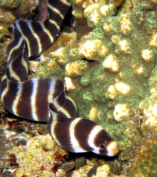 Banded Moray Eel - Violet Sea Fish and Coral