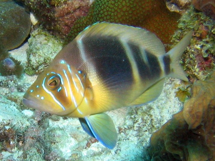 Barred Hamlet