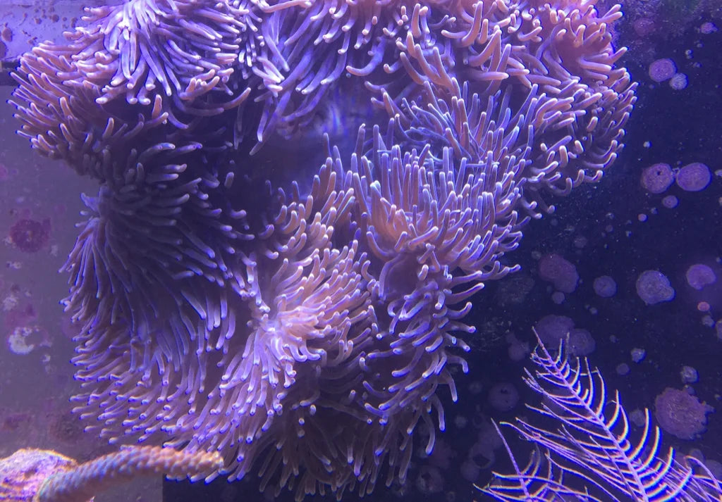 Purple Ritteri Anemone (Maldives Import) - Violet Aquarium 