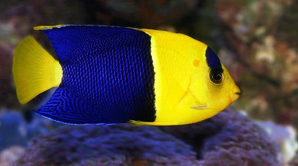 Bicolor Angelfish - Violet Aquarium