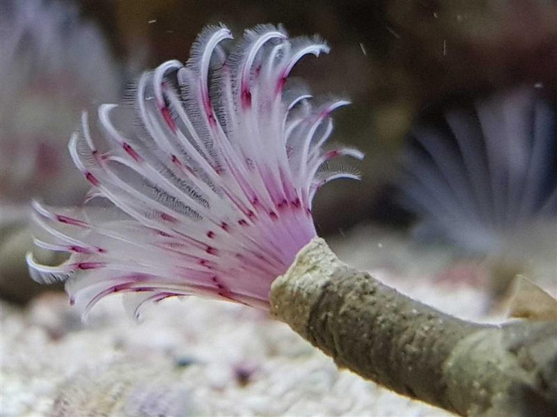 Pink White Feather Duster