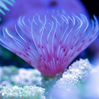 Pink White Feather Duster