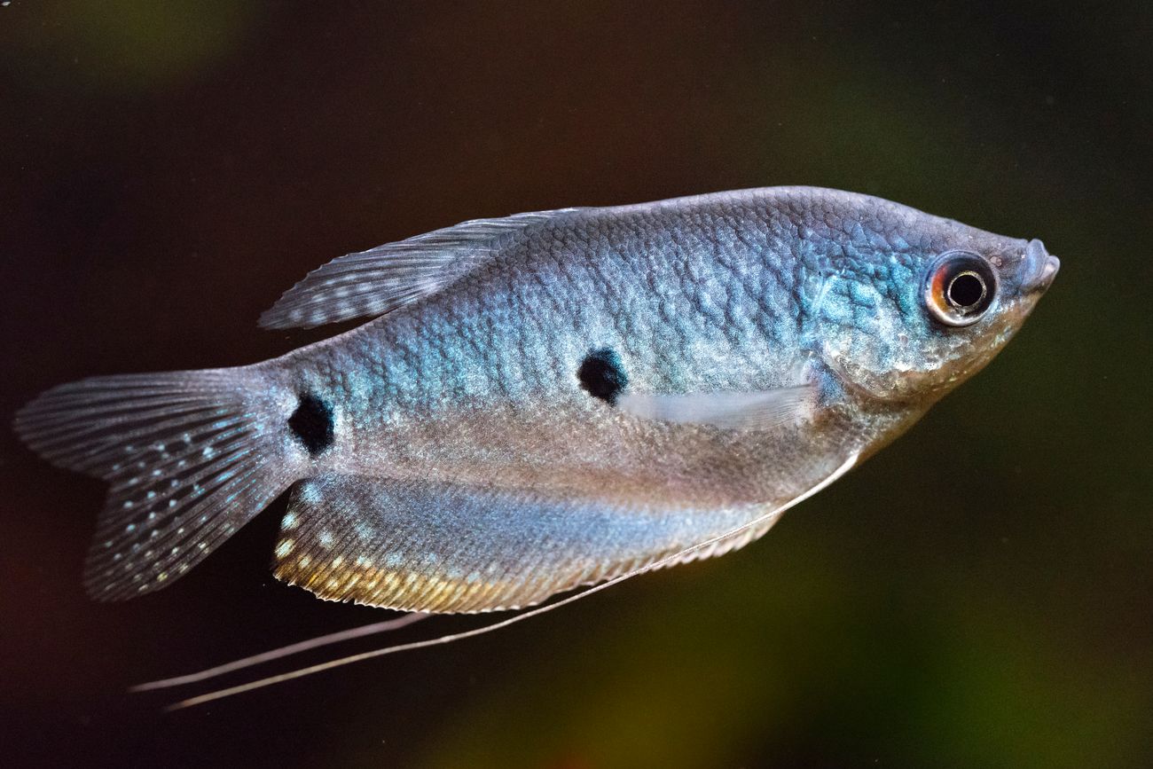 Blue Gourami Size: S 2" to 2.5"