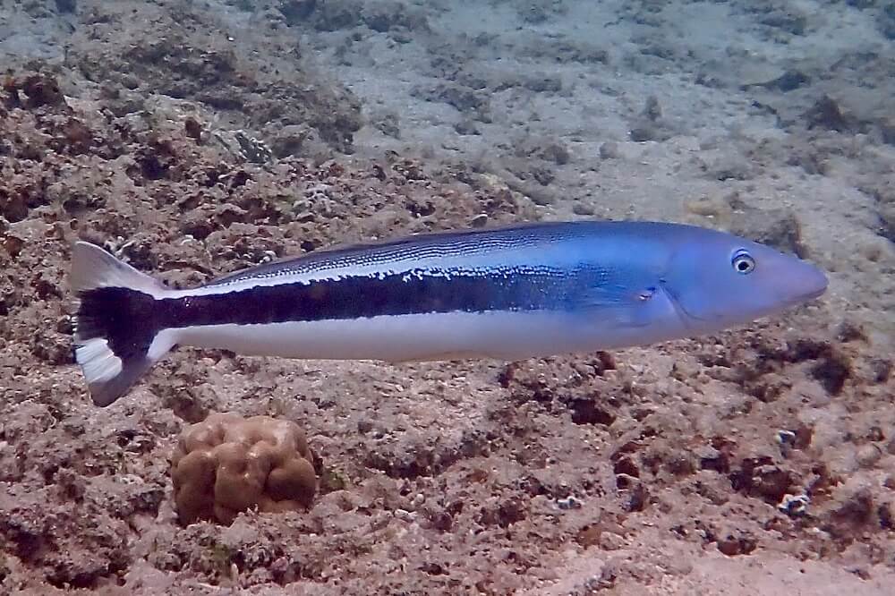 Blue Blanquillo Tilefish Size: M 2" to 3"