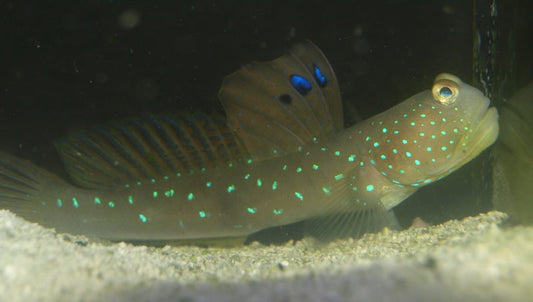 Bluespotted Watchman Goby - Violet Sea Fish and Coral
