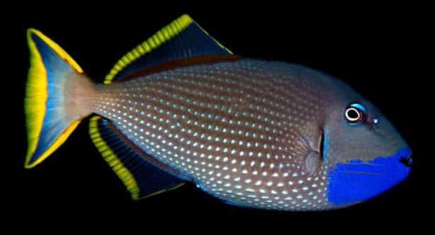 Male Blue Throat Triggerfish (Reefsafe) Size: M 2" to 3" - Violet Aquarium