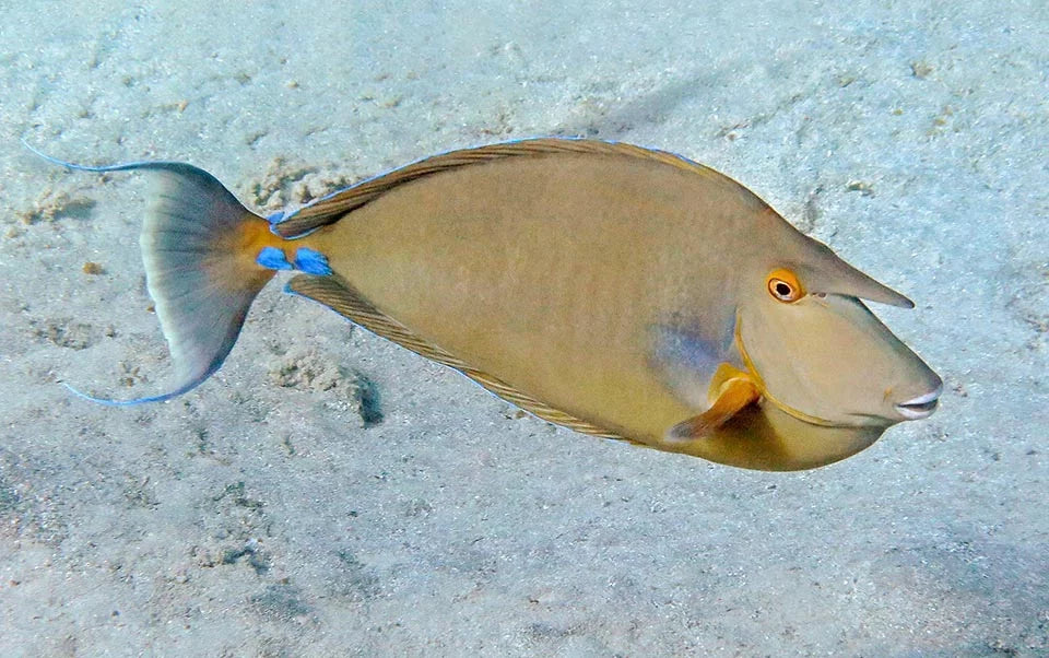 Unicorn Tang Size: L 5" to 6"