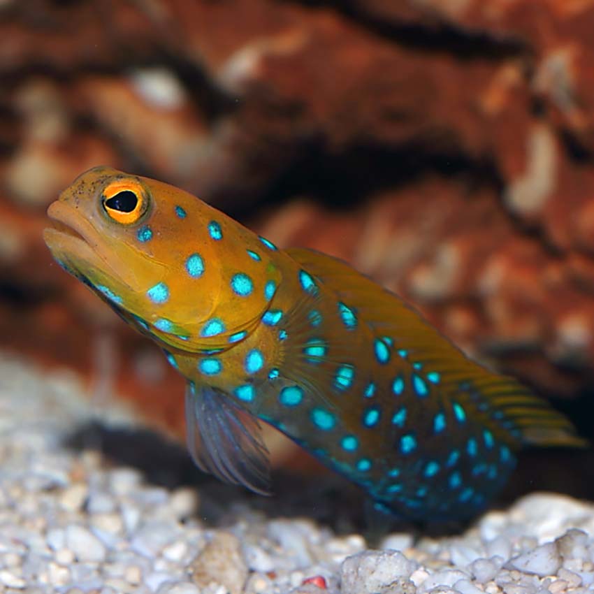 Blue Spotted Jawfish Size: L 3" to 4"