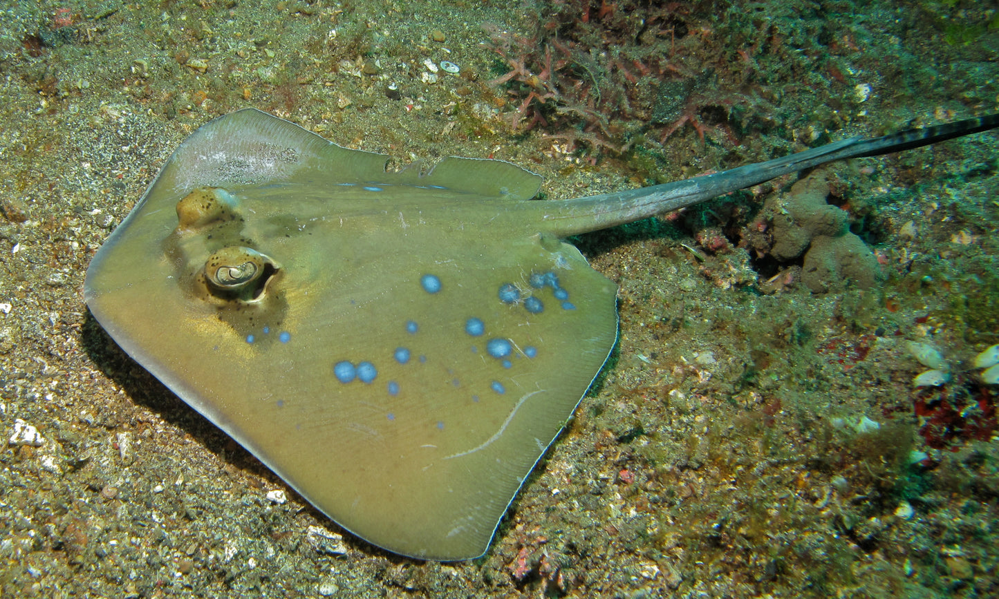 Kuhl's Masked Blue Spotted Sting Ray (Triangular Body Shape) Size: M 10" to 14"