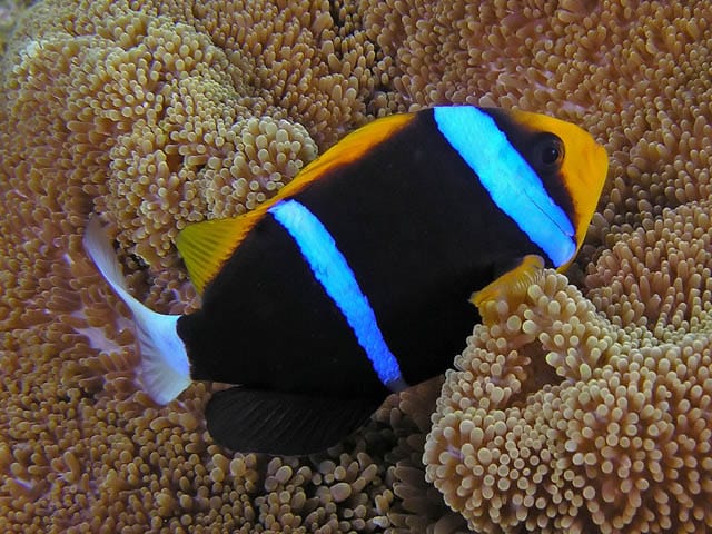 Rare Solomon Island Whitetail Bluestripe Clownfish Size: XL 3" to 4"